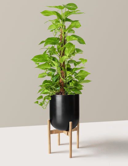 Golden Pothos Totem