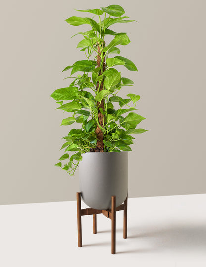 Golden Pothos Totem
