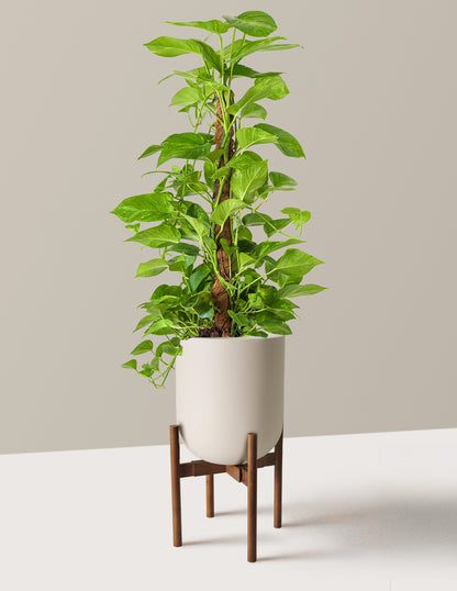 Golden Pothos Totem