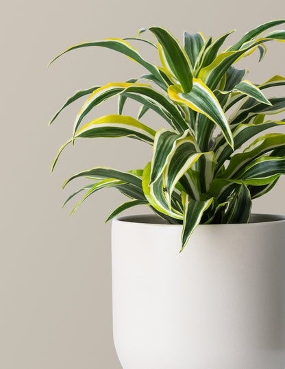 Dracaena Lemon Lime