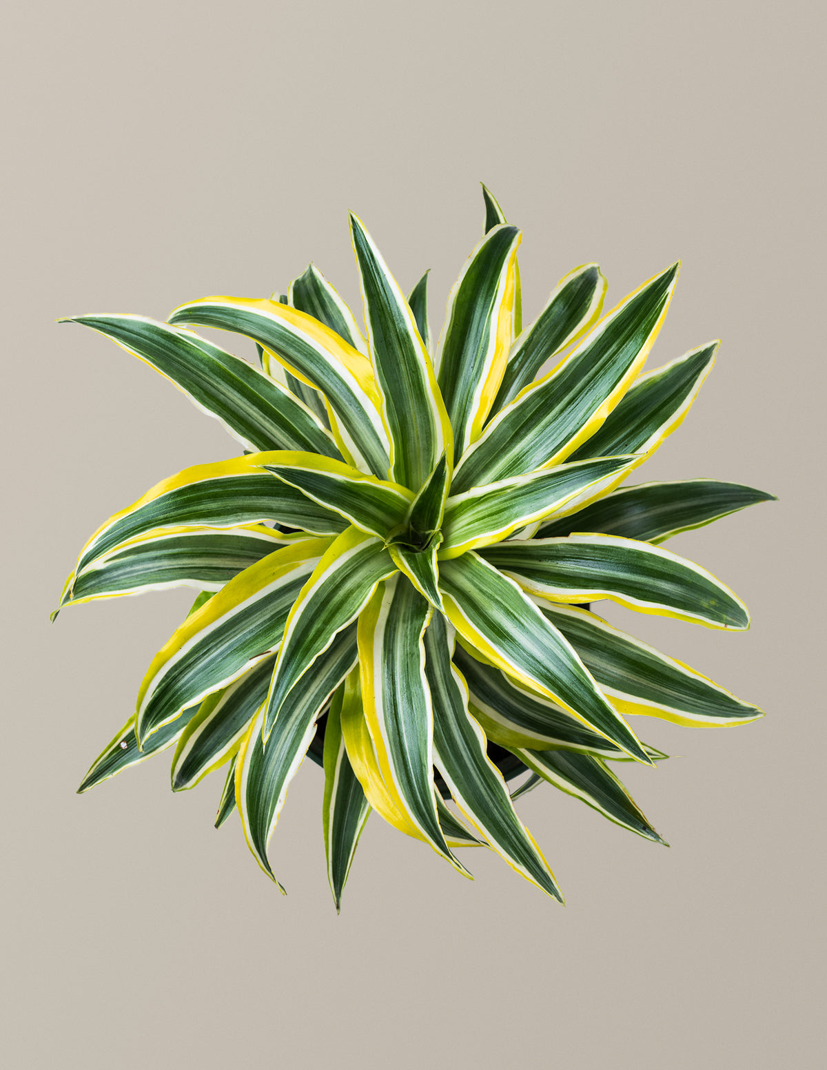 Dracaena Lemon Lime