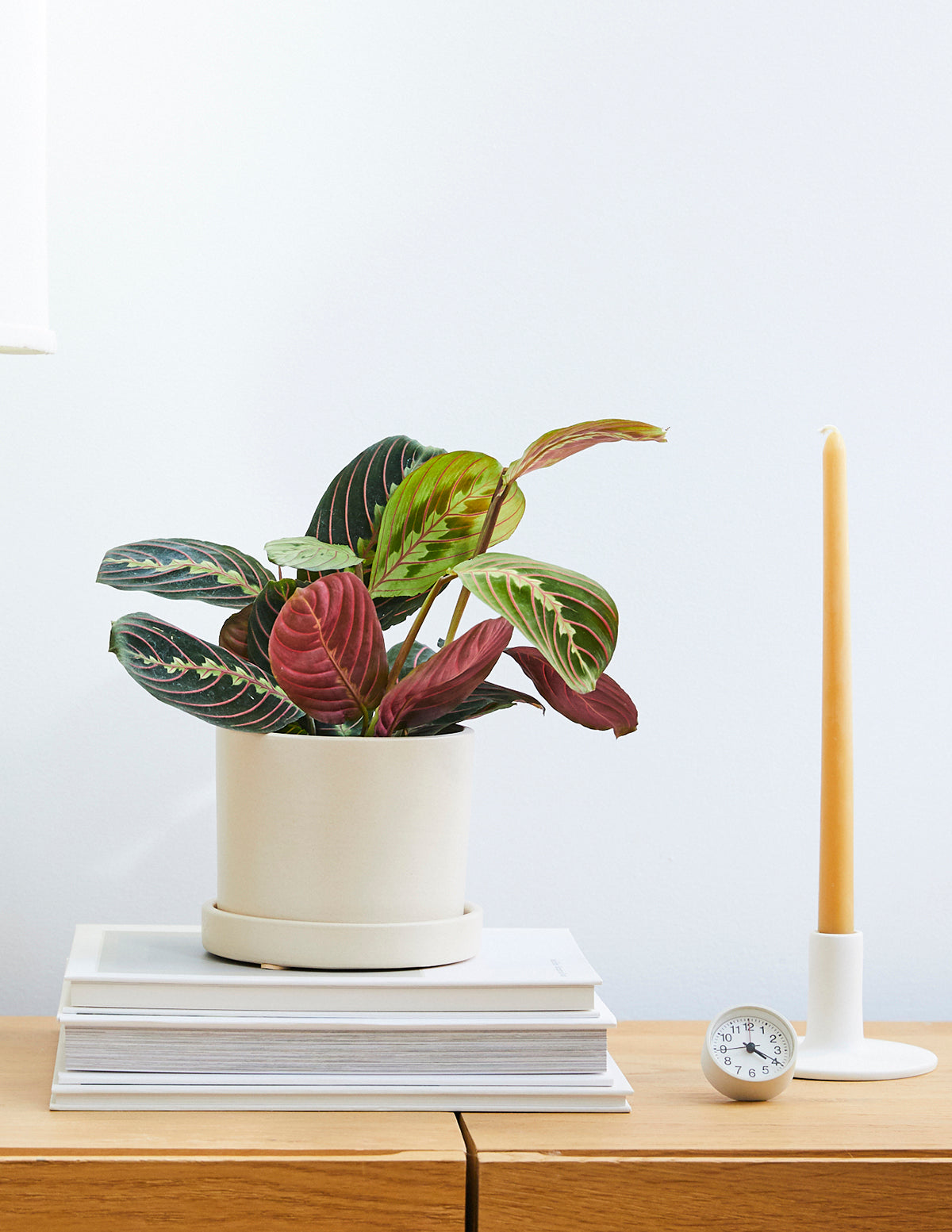 Red Prayer Plant