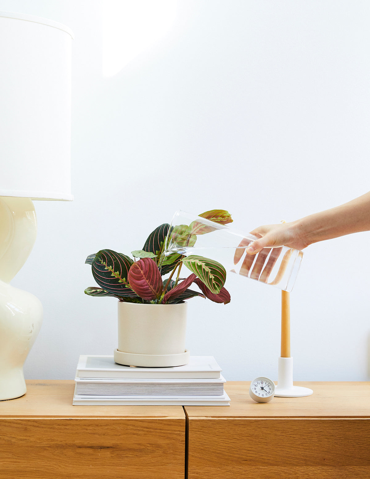 Red Prayer Plant