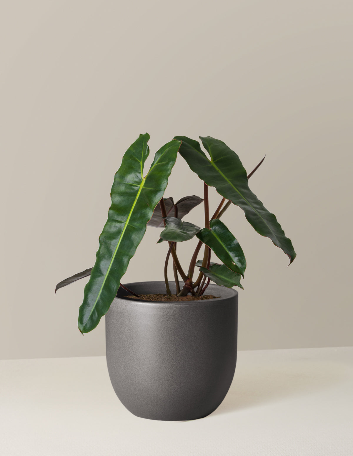 philodendron black jack Philodendron Black Billietiae | Unique Plants for Delivery