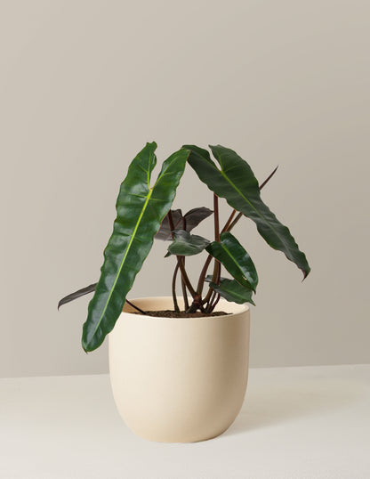 dark philodendron vine Philodendron Black Billietiae | Unique Plants for Delivery
