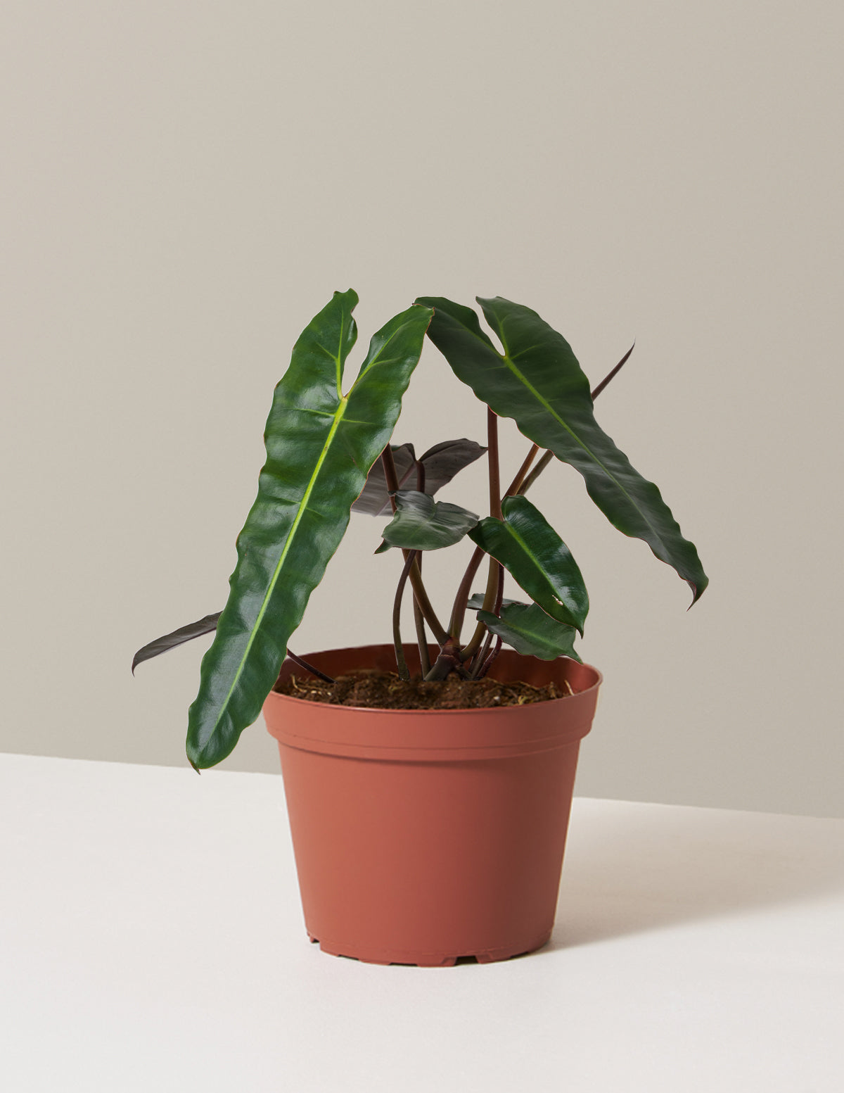 Philodendron Black Billietiae