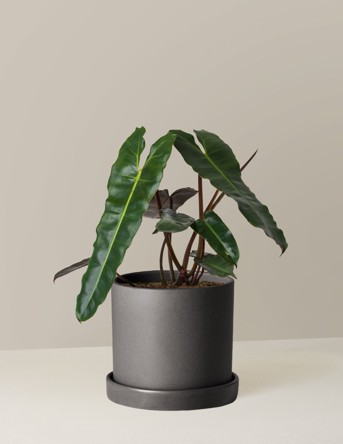 Philodendron Black Billietiae