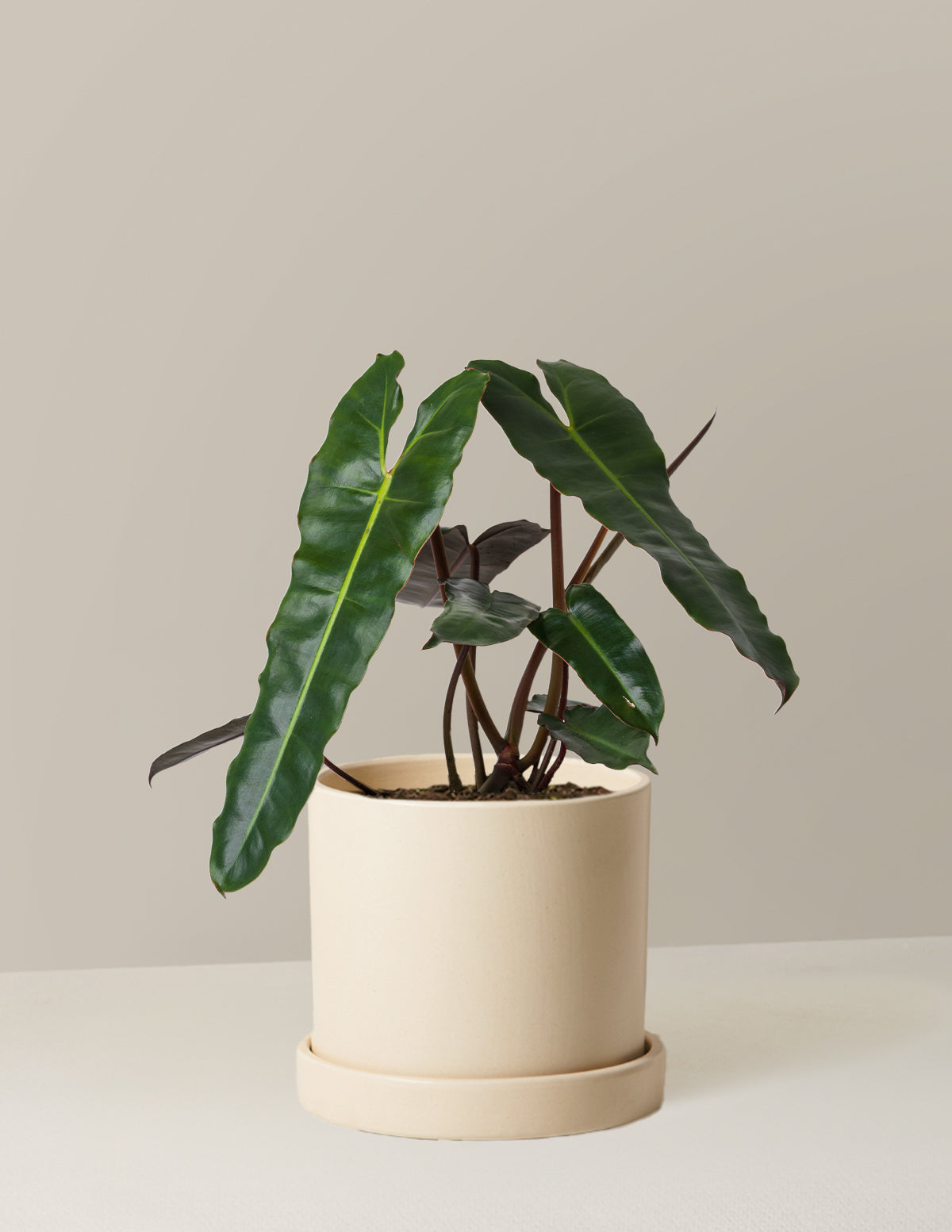 Philodendron Black Billietiae