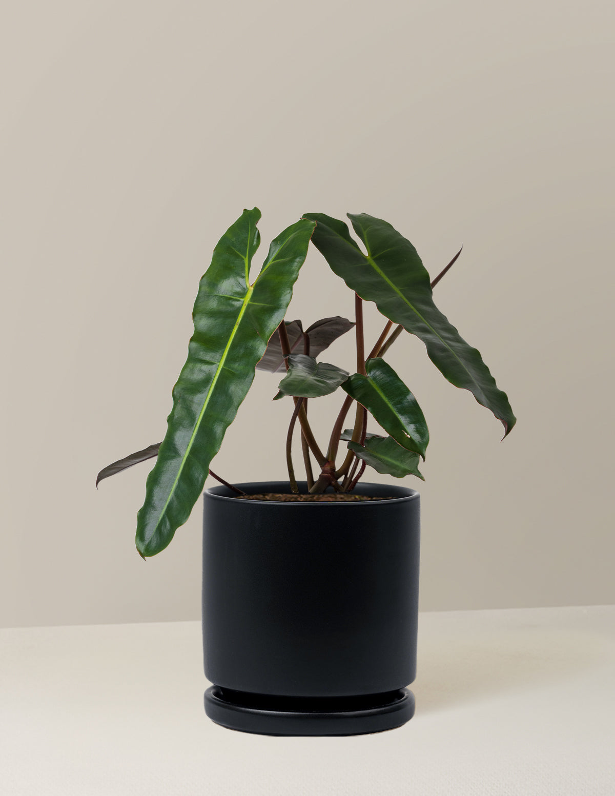 Philodendron Black Billietiae