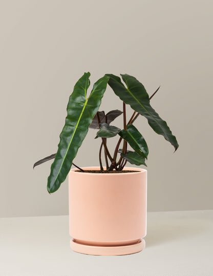 Philodendron Black Billietiae