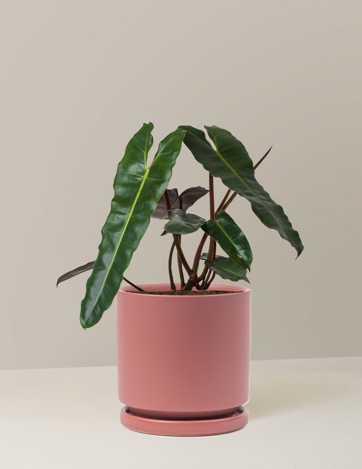 Philodendron Black Billietiae