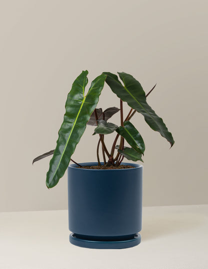 Philodendron Black Billietiae