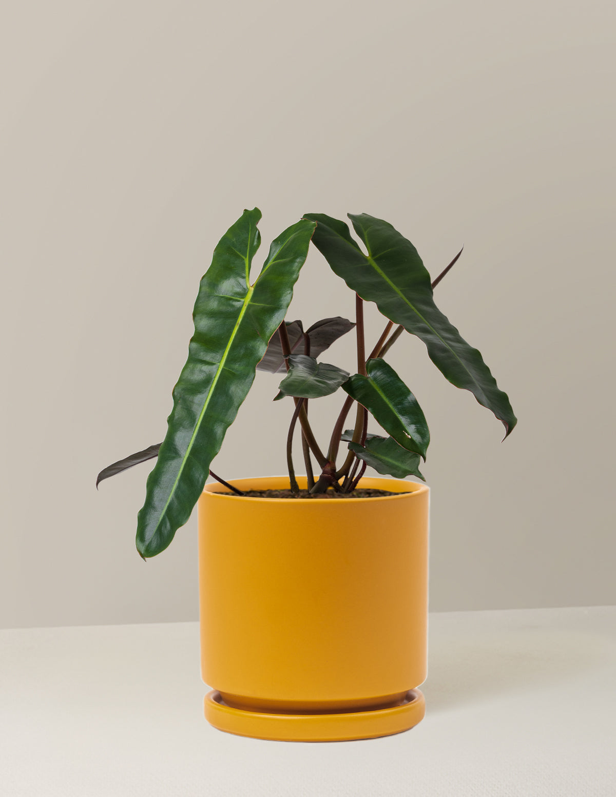 Philodendron Black Billietiae