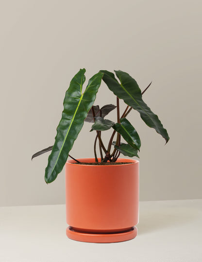 Philodendron Black Billietiae