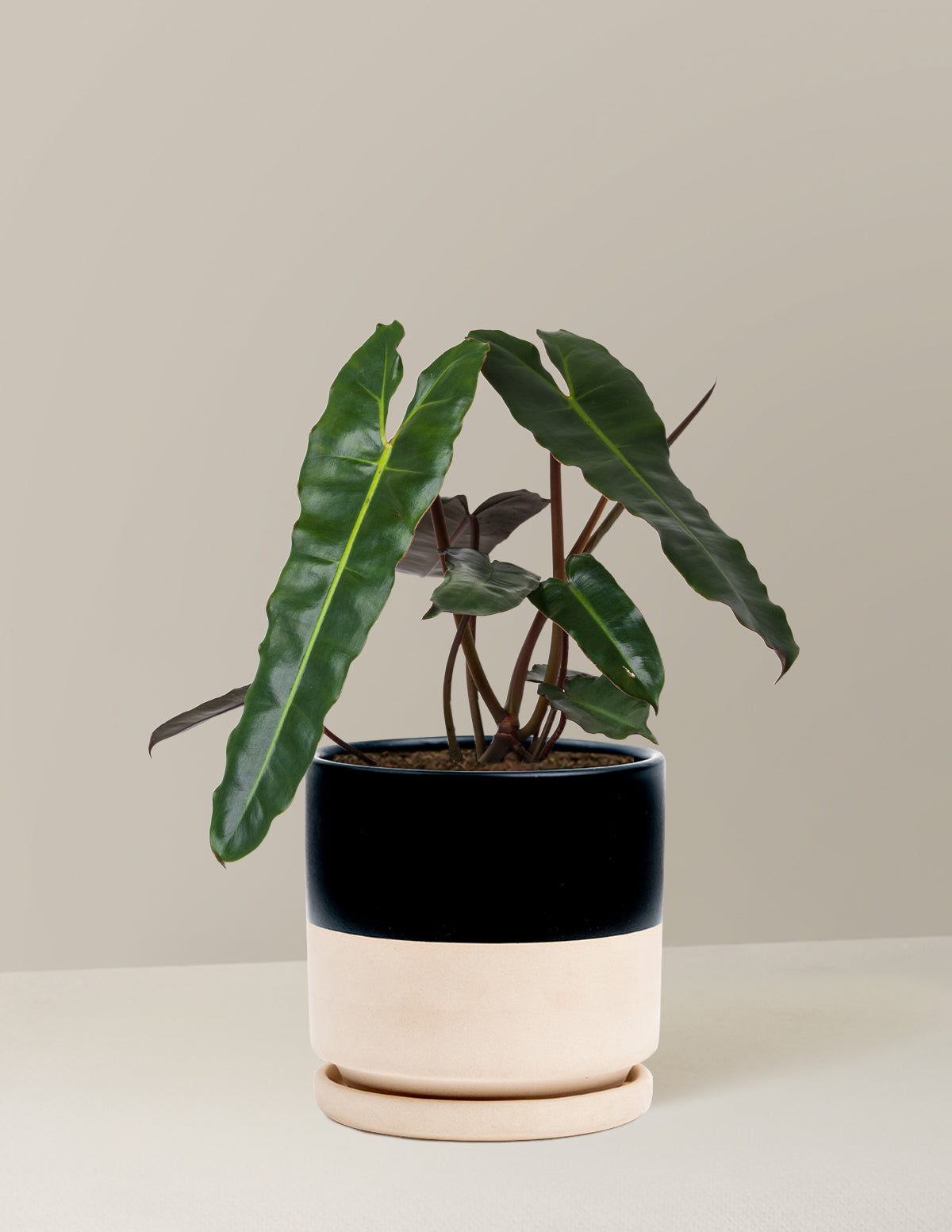 Philodendron Black Billietiae