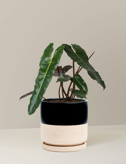 Philodendron Black Billietiae