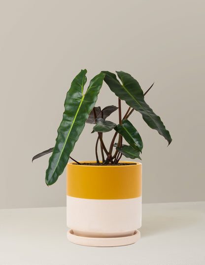 Philodendron Black Billietiae