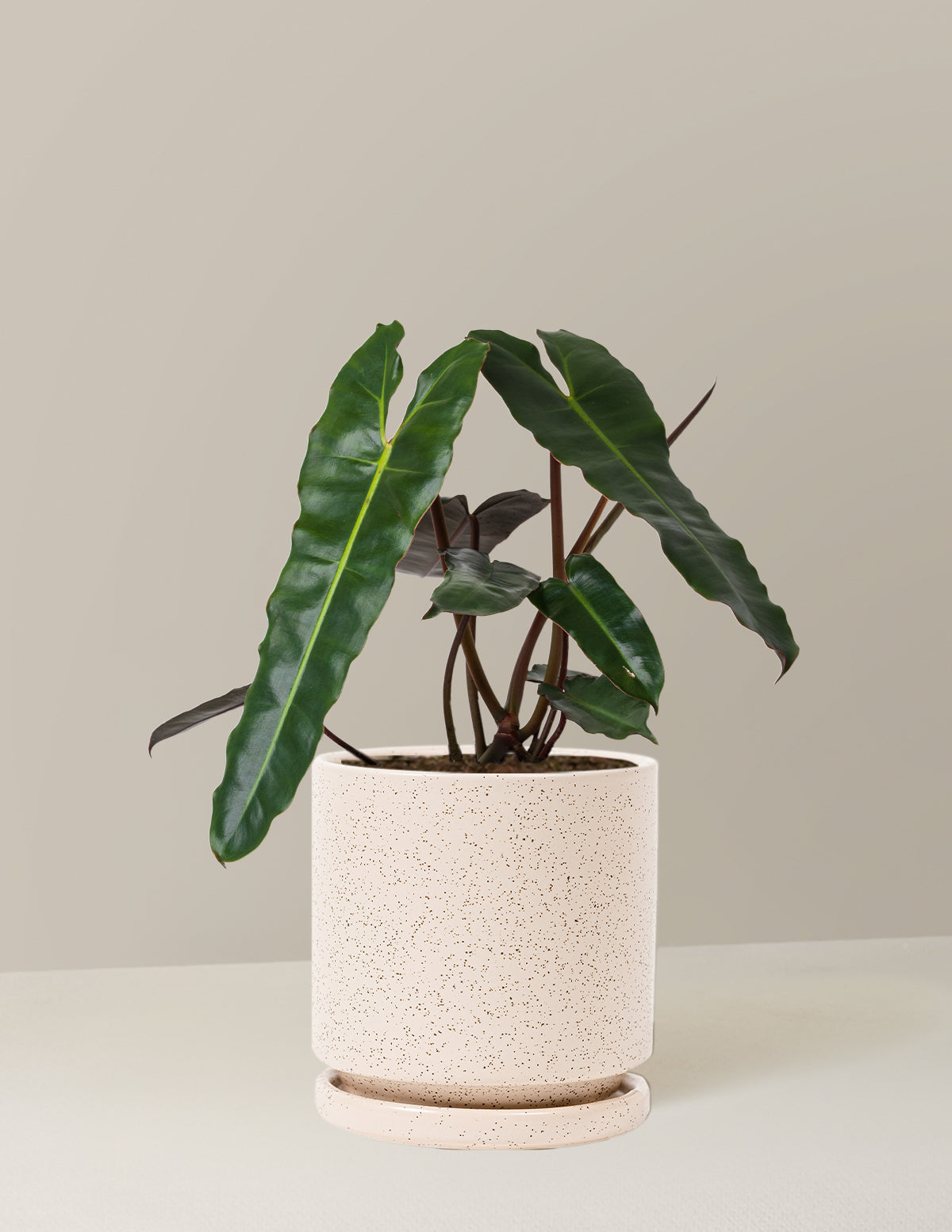 Philodendron Black Billietiae
