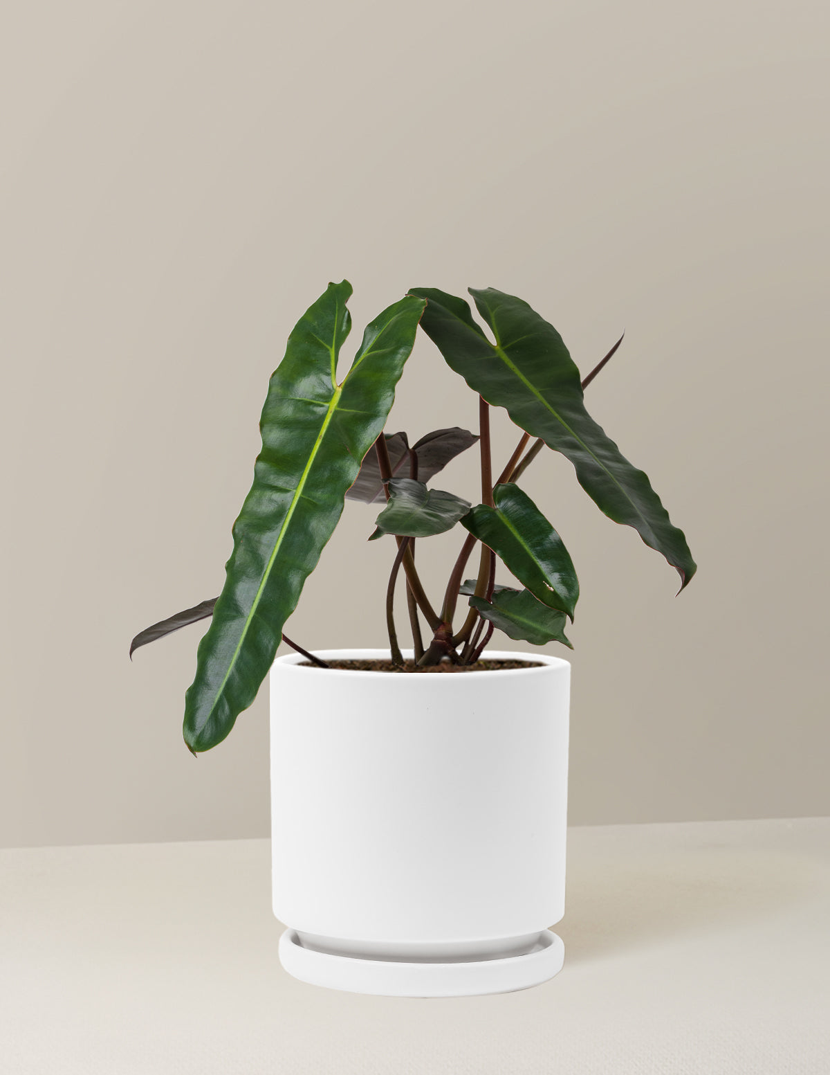 Philodendron Black Billietiae
