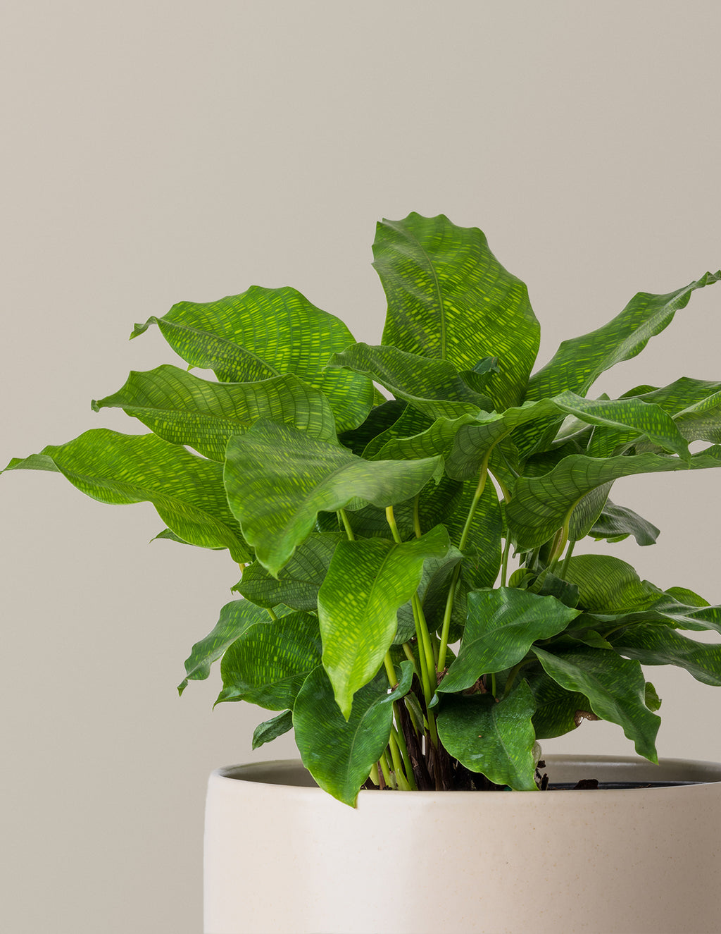 Calathea Network