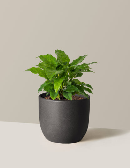 Calathea Network