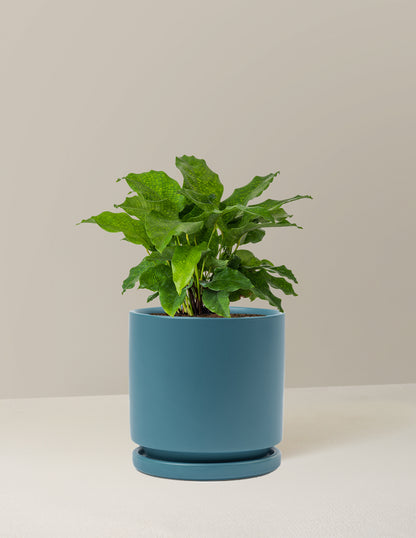 Calathea Network