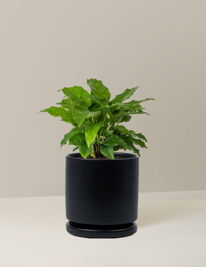 Calathea Network