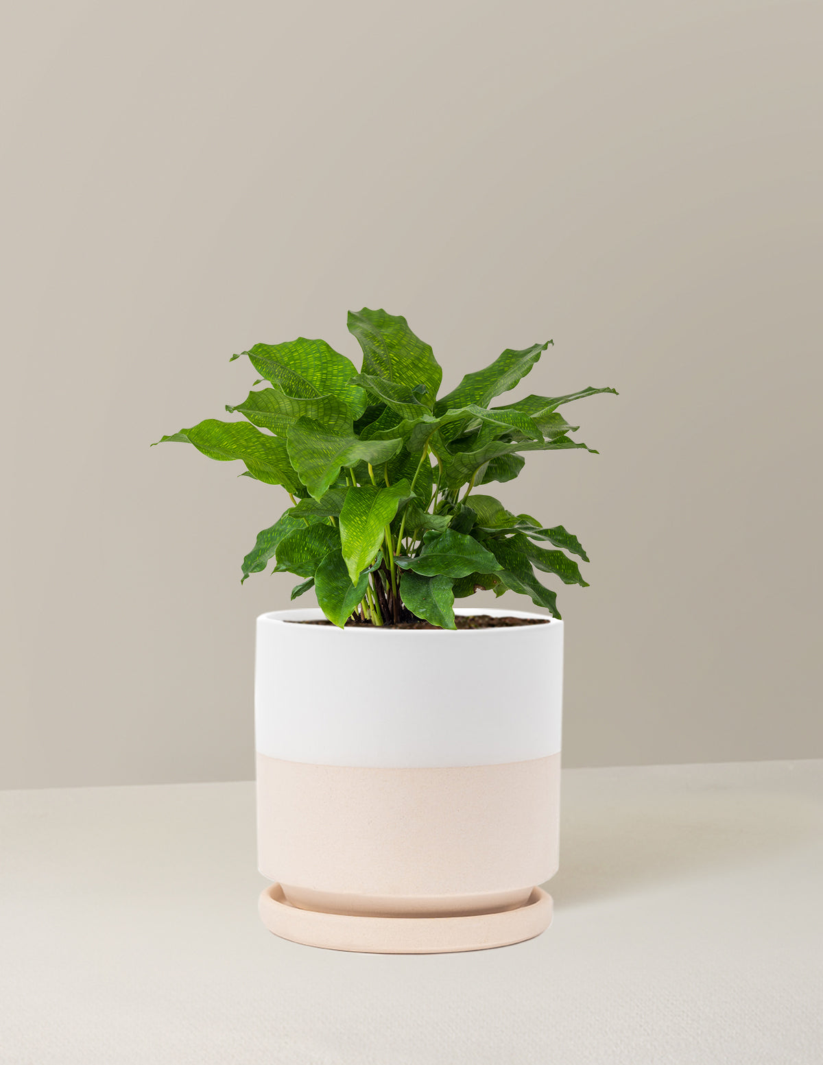 bundle | Medium | Isabella | Top Half White