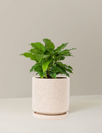 Calathea Network