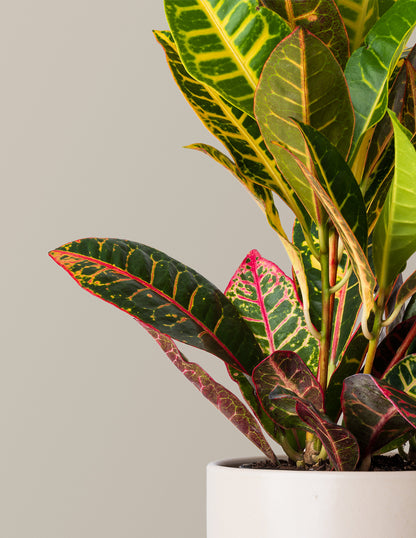 Croton Petra