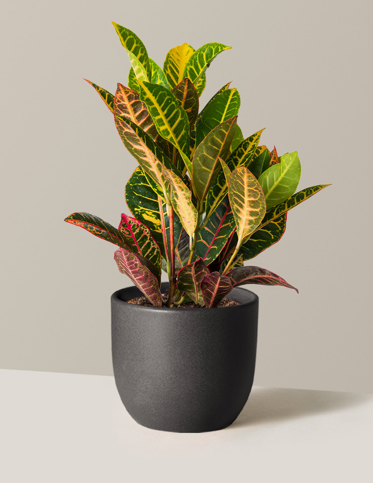 Croton Petra