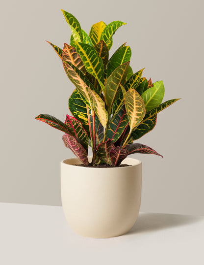 Croton Petra