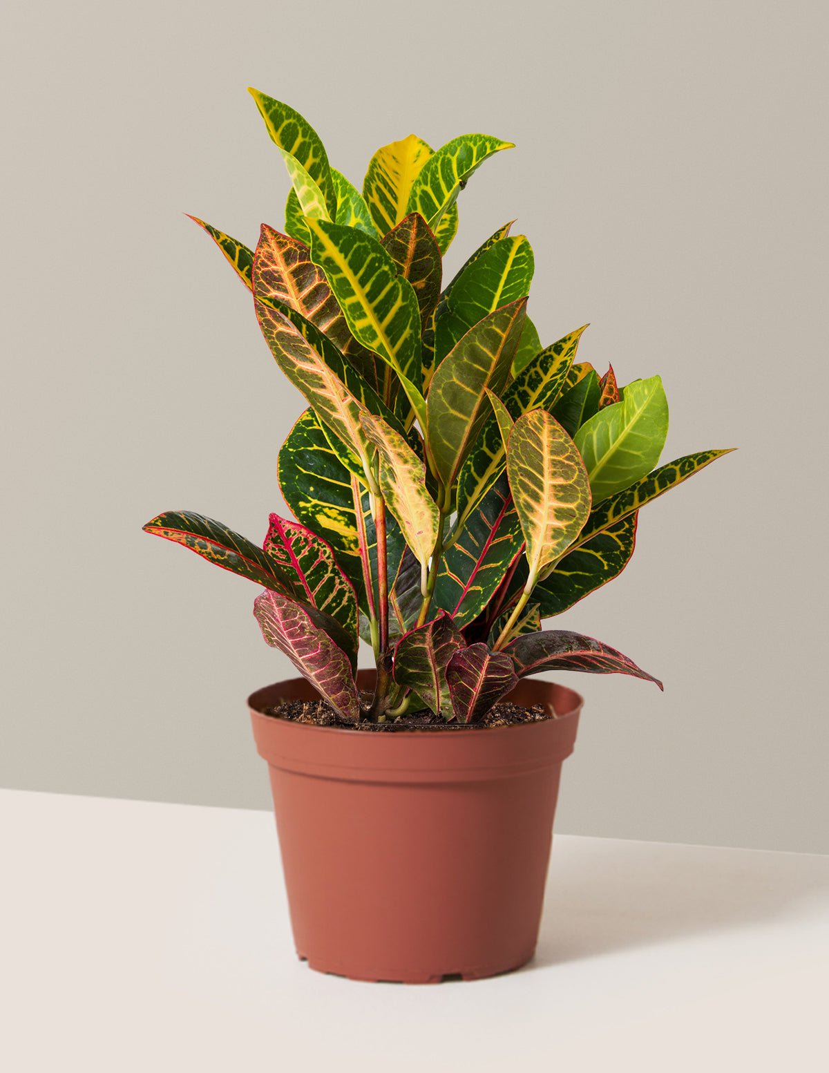 Croton Petra