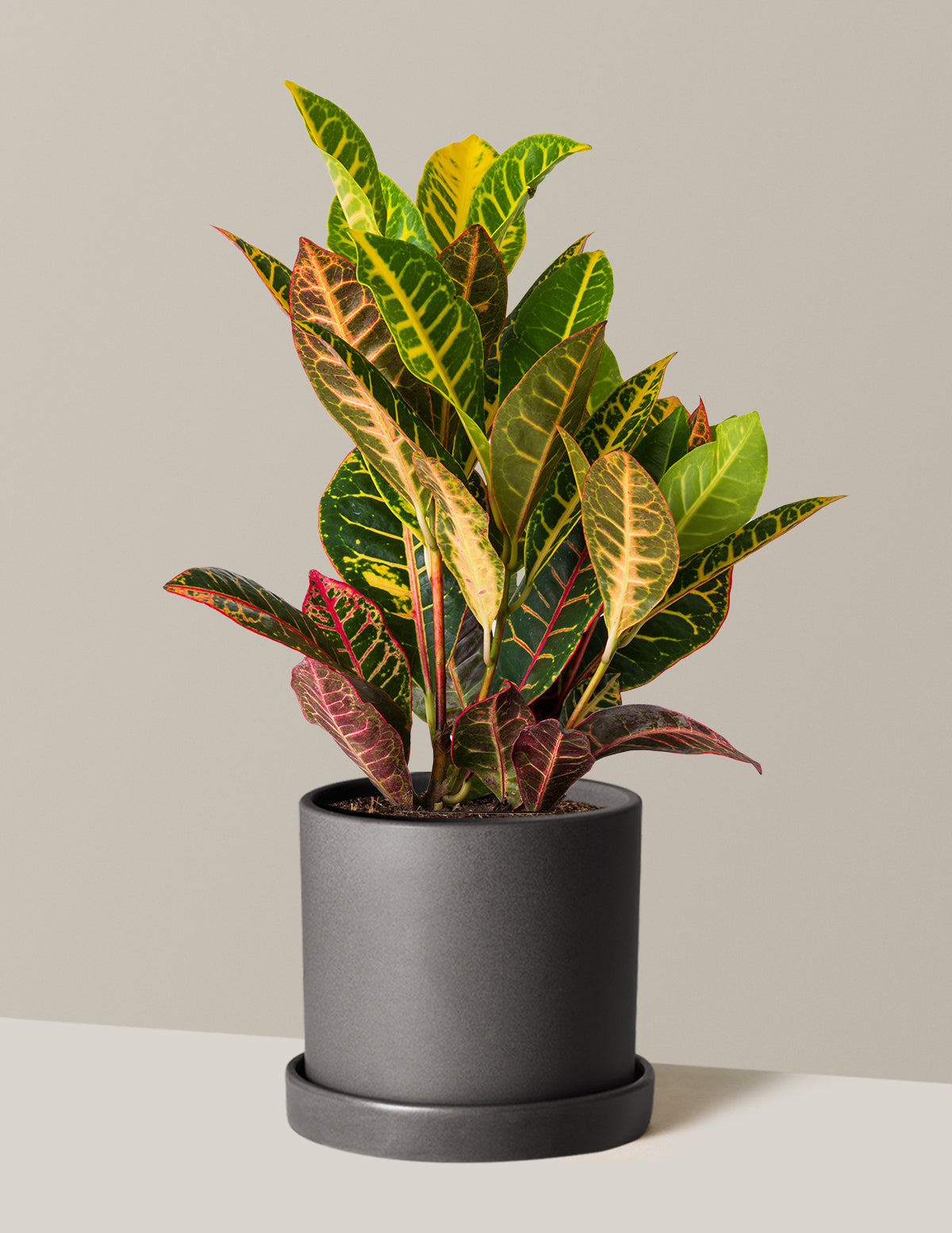 Croton Petra