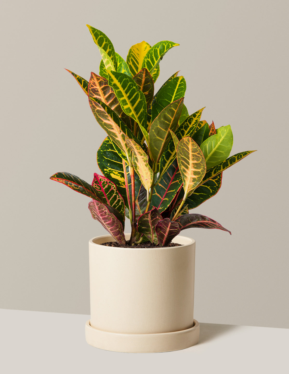 Croton Petra
