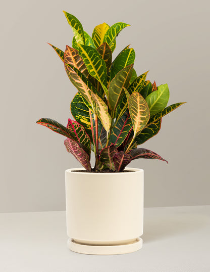 Croton Petra