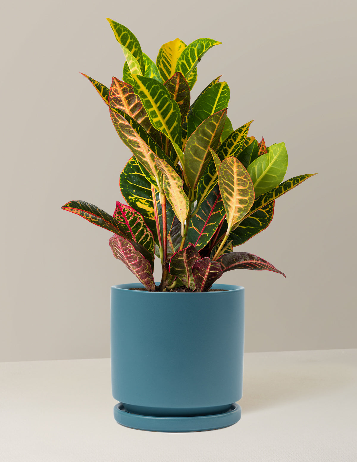 Croton Petra
