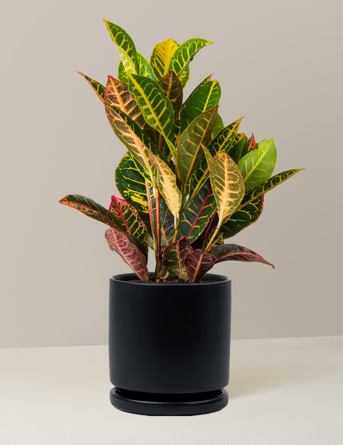 Croton Petra