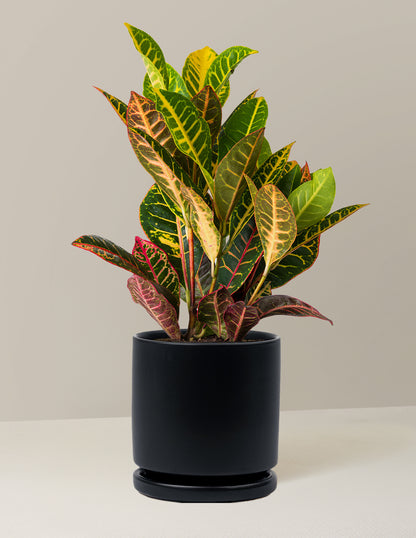 Croton Petra