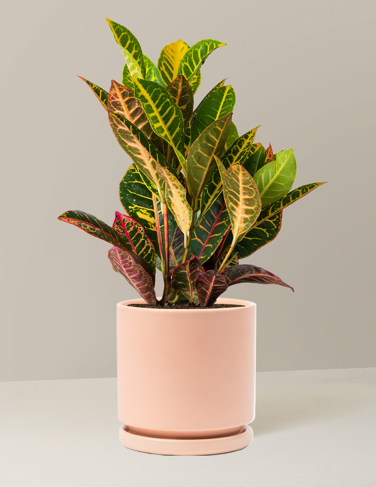 Croton Petra