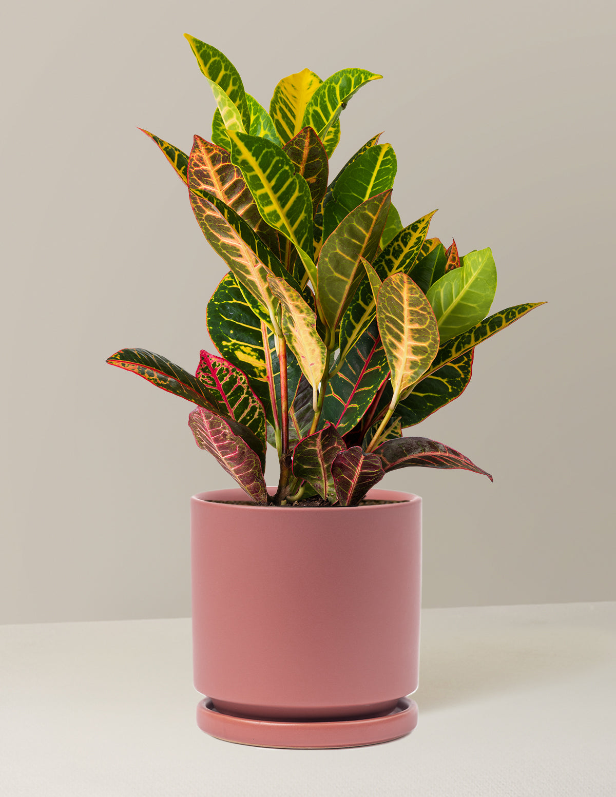 Croton Petra