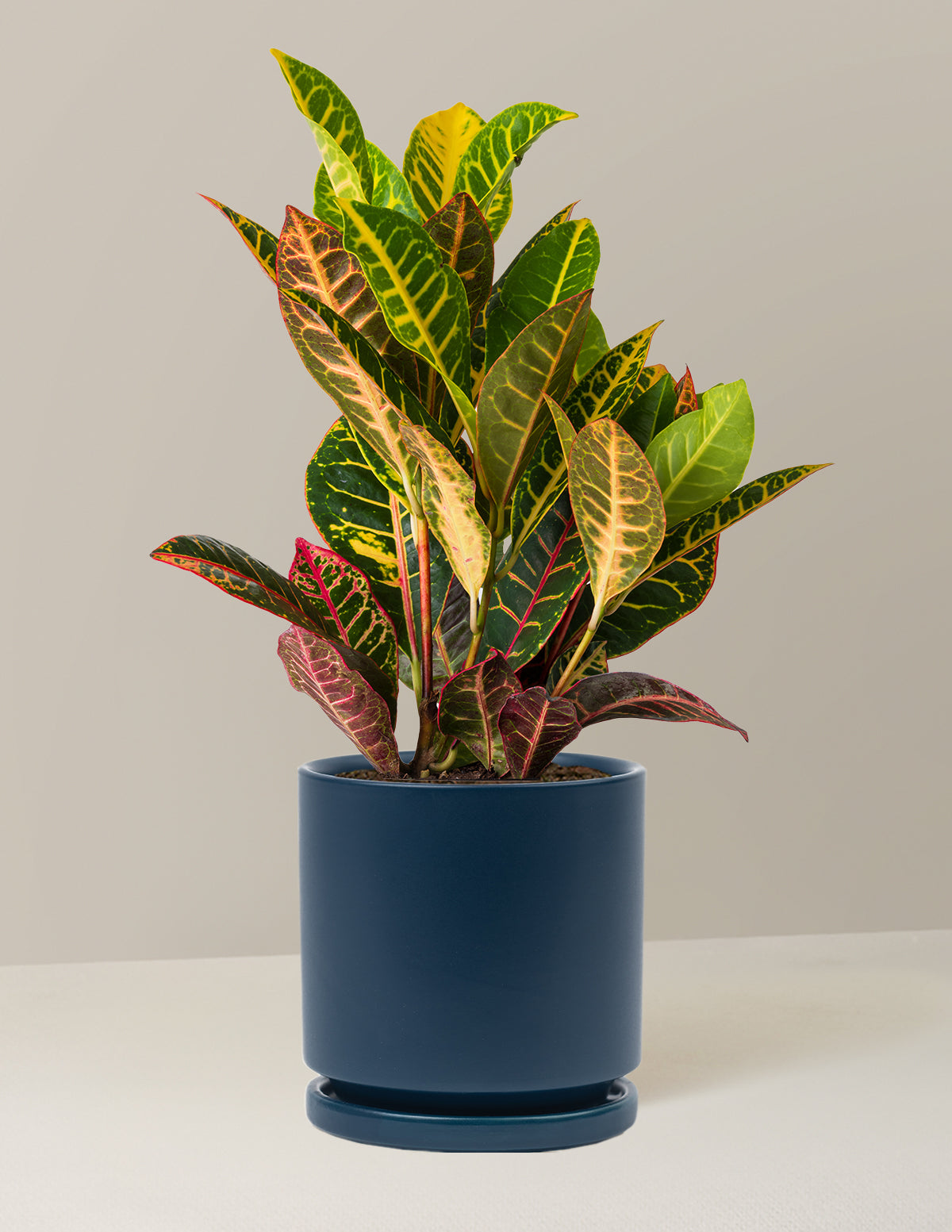 Croton Petra