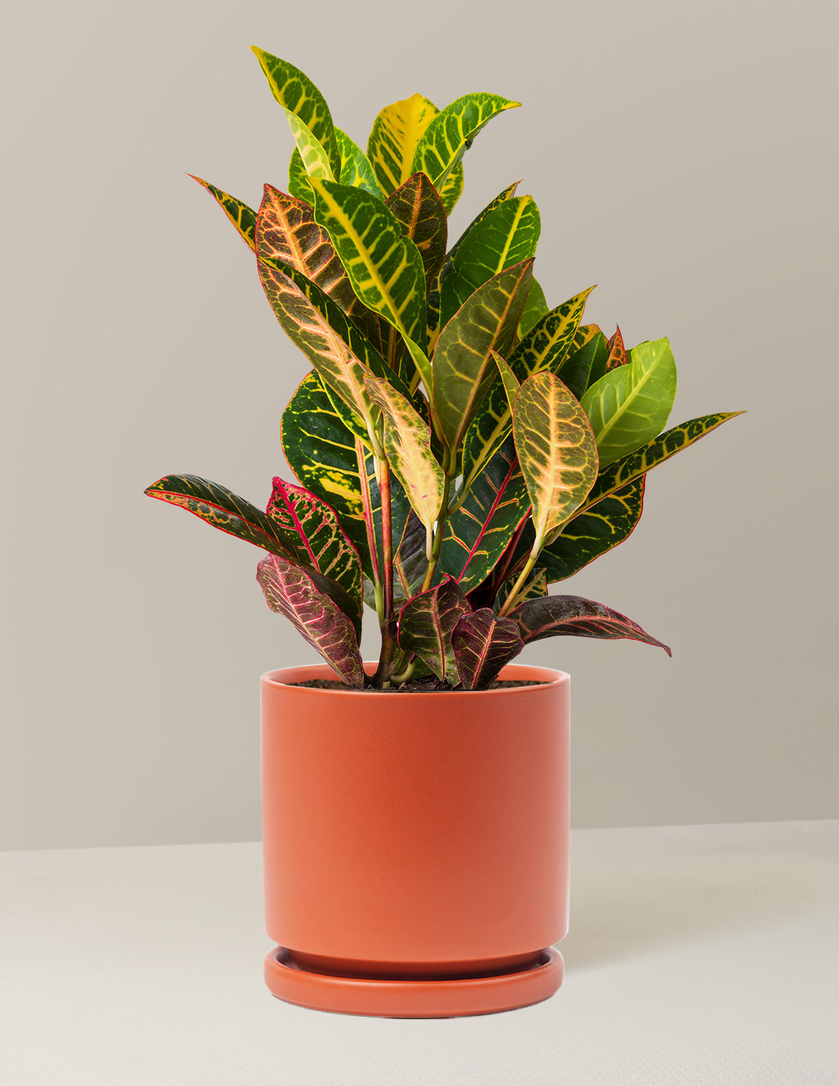 Croton Petra