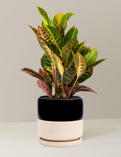 Croton Petra