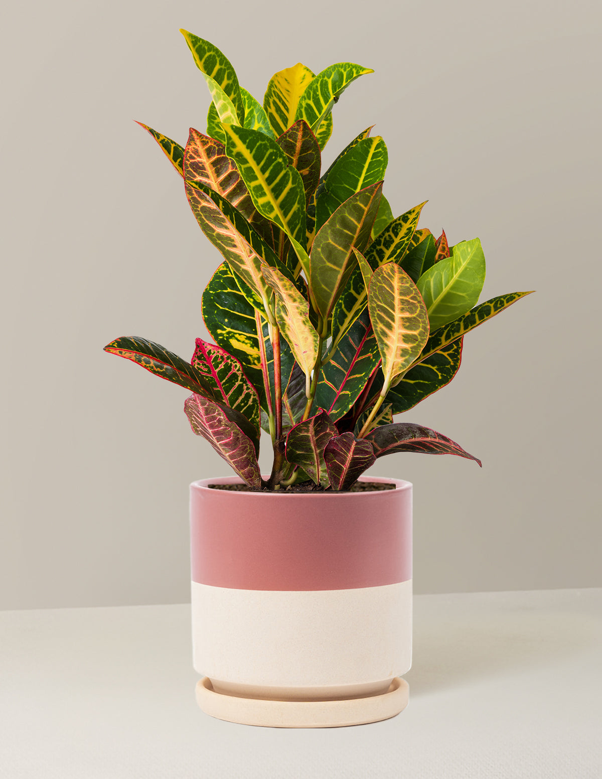 Croton Petra