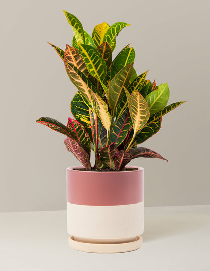Croton Petra