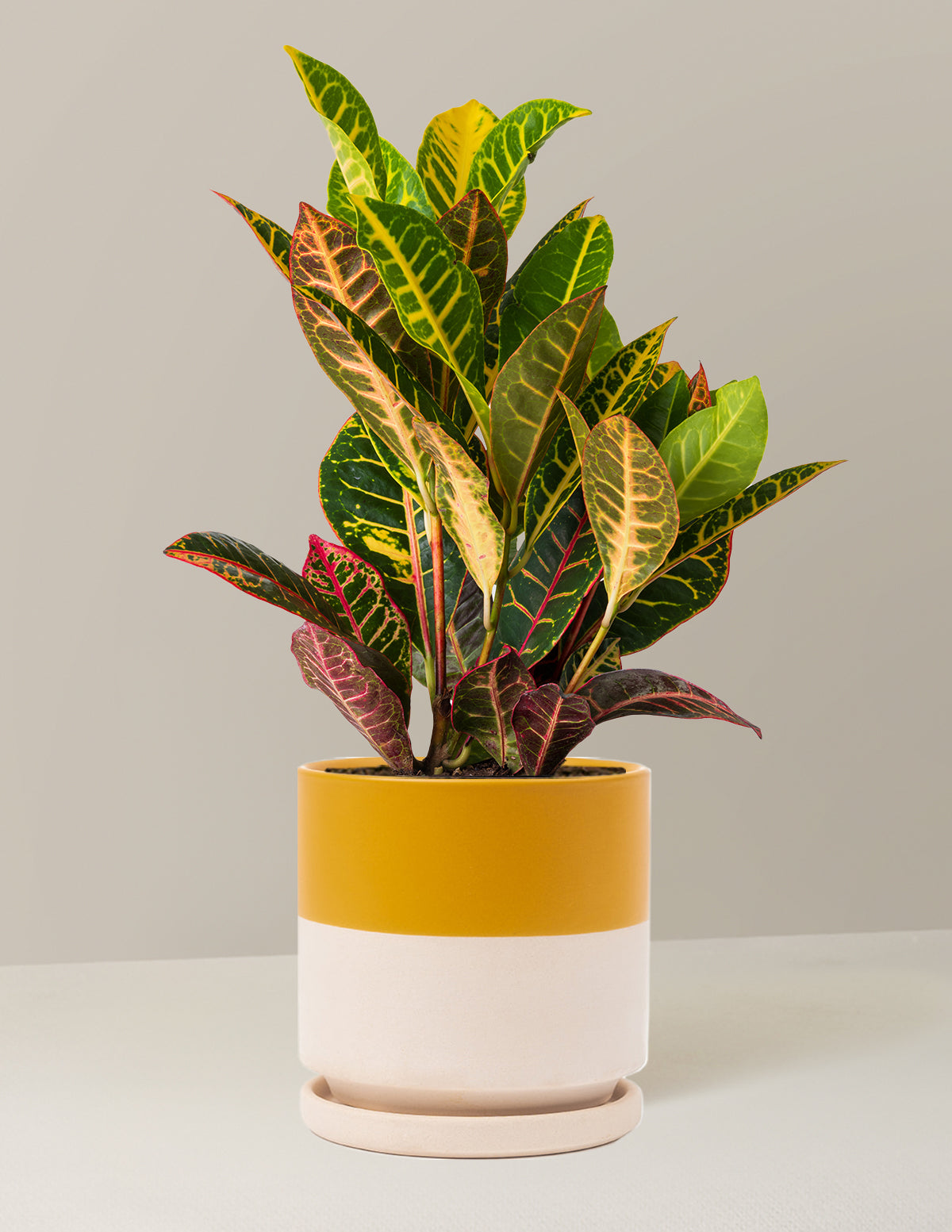 Croton Petra