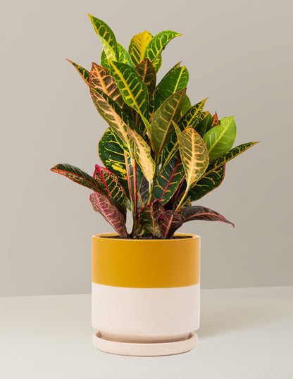 Croton Petra