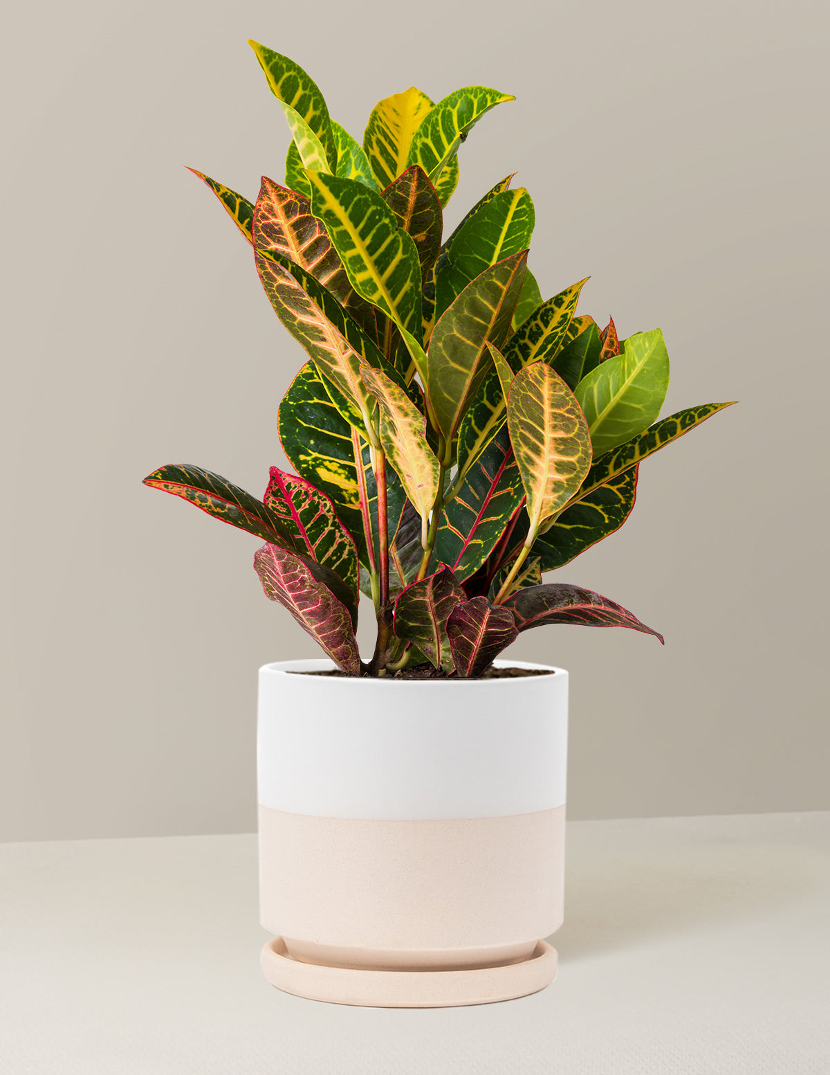 Croton Petra