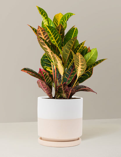Croton Petra